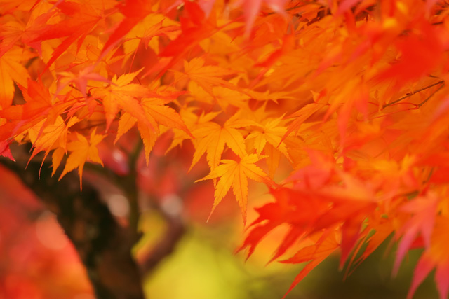autumn-leaves_beiz.jp_S06258